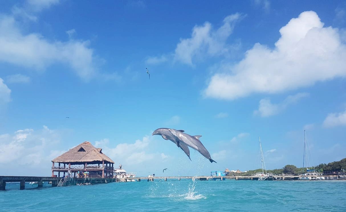 dolphin training animal travel adventure 